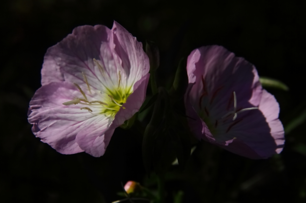 2012 05 31 4636